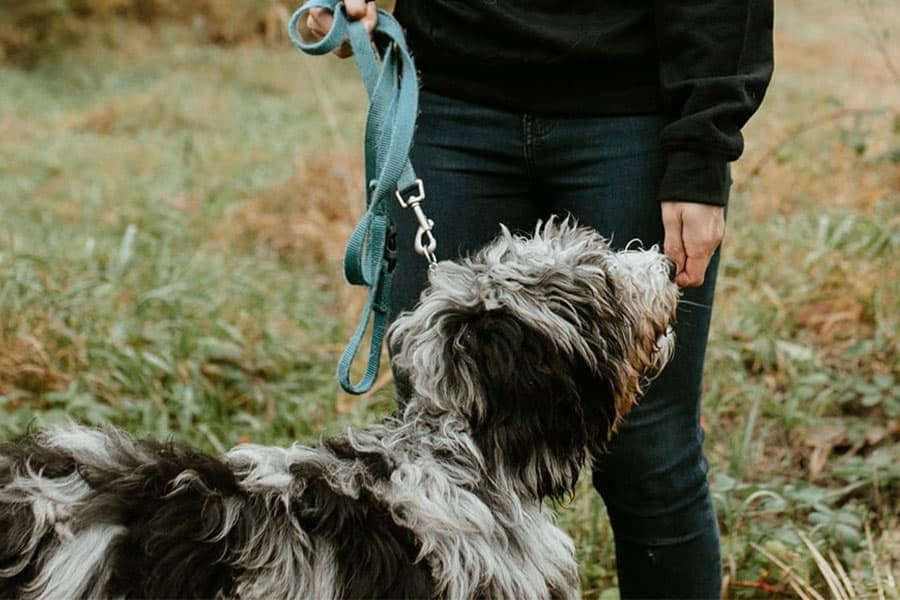 Why Active Paws are Happy Paws