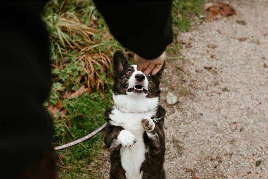 A Dog Walker's Benefits: Making Your Pup Happy and Healthy