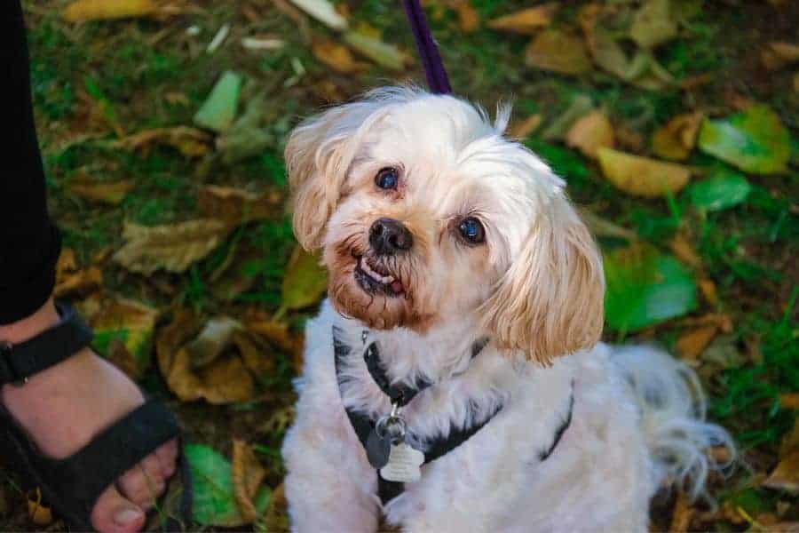 Check out these tips for having a howling good Halloween with your pets!
