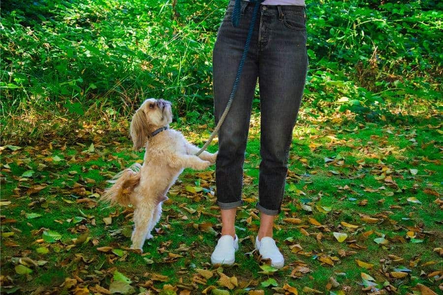 What Does Your Dog's Body Language Mean?